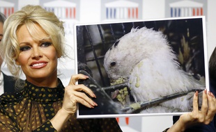 Pamela Anderson était à l'Assemblée nationale mardi.