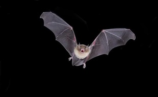 Une chauve-souris.