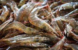 Rappel massif de crevettes indonésiennes radioactives destinées à Walmart