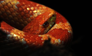 Un serpent des blés (illustration).