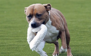 Illustration d'un American Staffordshire Terrier.