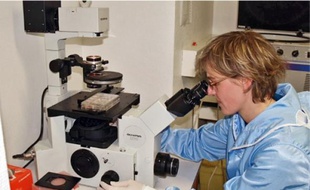 Selon le laboratoire rennais, « les phtalates modifient la fonction des testicules ».