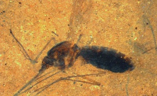 Un moustique fossilisé découvert dans le Montana aux Etats-Unis par les chercheurs du Smithsonian Institution.