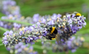 Une abeille butinant de la lavande.