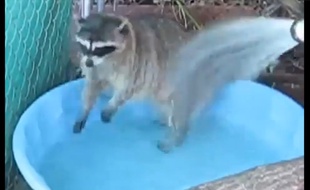 La vidéo qui va vous rafraîchir pendant la canicule.
