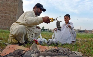Naseer Ahmad ramasse des rats morts à Peshawar le 18 mai 2014 alors qu'il lutte contre la prolifération des rongeurs dans la ville pakistanaise