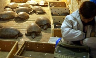 Un vendeur de tortues dans un marché de Canton, au sud de la Chine