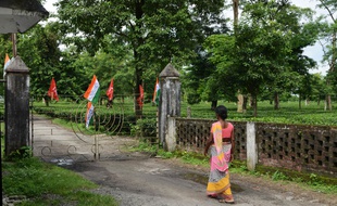 La plantation de Dagapur Tea Garden reste fermée en raison de la grève des ouvriers agricoles, en Inde, le mardi 7 août.