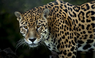 Un jaguar (illustration).