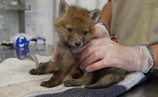 Le centre de soins pour animaux de la LPO d'Audenge (Gironde) recueille plus de 4.000 animaux par an, comme ce renardeau, le 16 avril 2021.