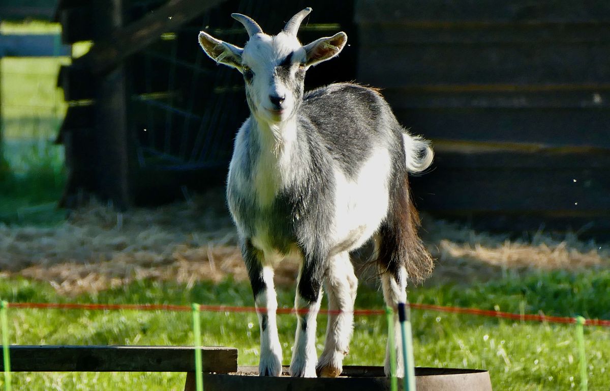 Les affaires de zoophilie vont-elles envahir les tribunaux ?