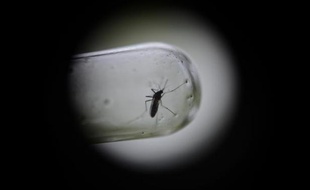 Un moustique vecteur de la dengue
