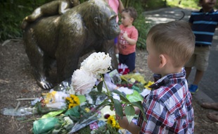 Des enfants déposent des fleurs au zoo de Cincinnati après la mort du gorille Harembe, abattu suite