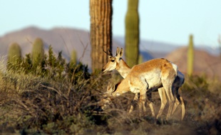 L'antilope de Sonora fait partie des espèces qui verraient leurs populations scindées par le mur.