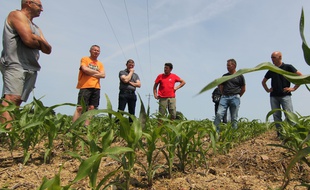 Des agriculteurs réunis au milieu d'un champ de maïs à Cesson-Sévigné, près de Rennes. Ils dénoncent les ravages des corbeaux dans leurs cultures.