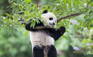 Le panda Bao Bao, le 23 août 2014 dans le zoo de Washington.
