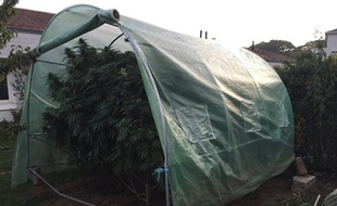 Le cannabis poussait dans le jardin de cette maison nantaise