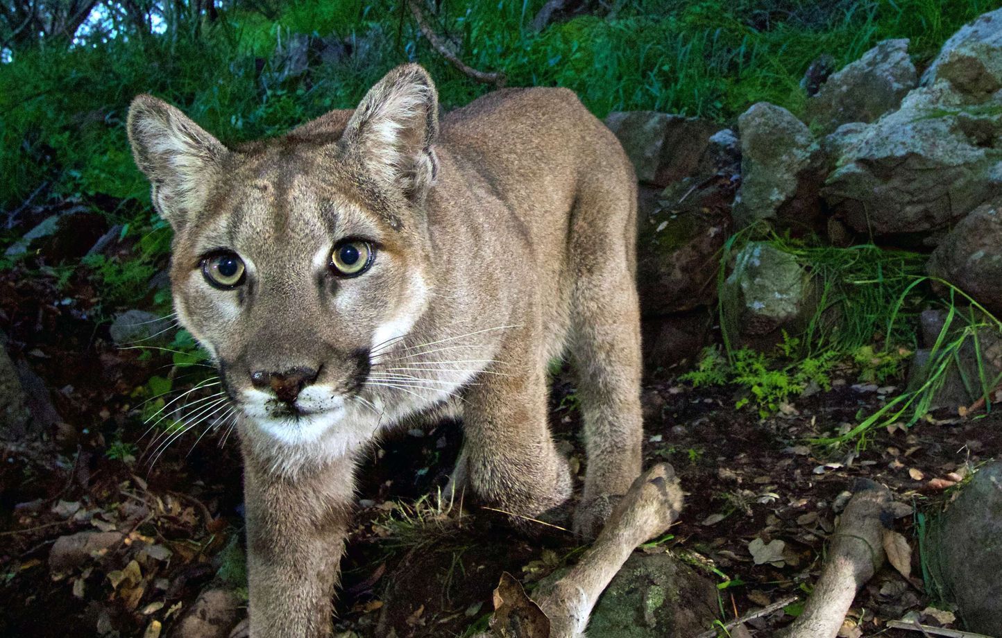 Canada Apres avoir tue puis cuisine un puma un animateur tele suscite la controverse