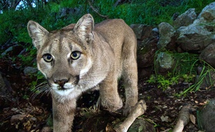 puma in canada