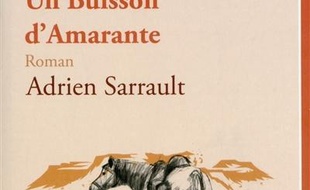Un buisson d'Amarante