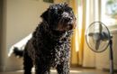 Canicule : ces races de chiens qui souffrent le plus de la chaleur et comment les préserver tout l’été