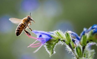 Une abeille recueille le nectar d'une fleur