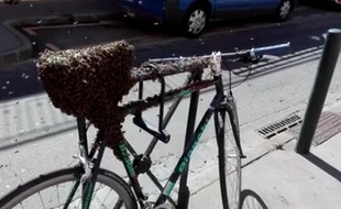 Un essaim d'abeille sur un vélo, rue des Chalets, à Toulouse.