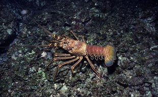 Un homard.