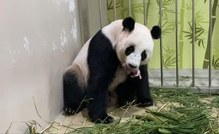 Jia Jia a donné naissance à un bébé panda après une insémination artificielle, au zoo de Singapour.
