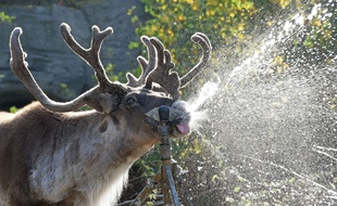 Un caribou au zoo de Hanovre.