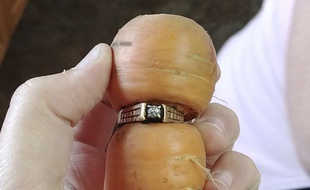 Treize ans après, une Canadienne a retrouvée sa bague de fiançailles autour d'une carotte