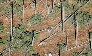 Vue de la forêt des Landes un mois après le passage de la tempête Klaus le 24 février 2009.