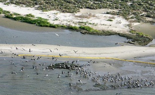 Des oiseaux au milieu d'une nappe de pétrole près de l'ile Breton Sound dans le Golfe du Mexique au sud de la Louisiane le 29 avril 2010.