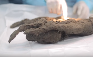 Un chien gelé vieux de 12.400 ans a été découvert en Sibérie.