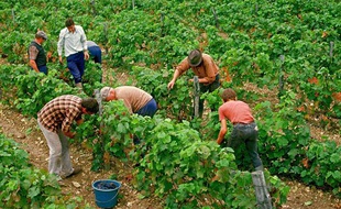Vendanges à la main dans le sud de la Sarthe, en 2009.