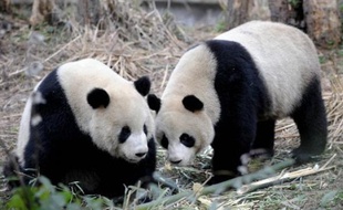 Tuan Tuan et Yuan Yuan, un couple de pandas de quatre ans, ont quitté mardi à l'aube leur réserve de Ya'an (bien Ya'an), dans le Sichuan (sud-ouest de la Chine), pour être conduits au zoo de Taipei et entamer leur nouvelle vie d'ambassadeurs de bonne volonté.