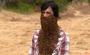 Link s'est laissé recouvrir le visage par 10.000 abeilles.