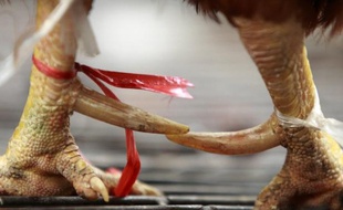 Quelque 20 échantillons positifs de volailles touchées par le virus H7N9 de la grippe aviaire ont été relevés dans des marchés de volaille en Chine, a déclaré mardi à Genève un porte-parole de l'OMS (Organisation mondiale de la santé), une agence de l'ONU.