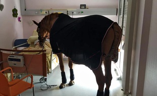 Le cheval Peyo en visite à l'hôpital.