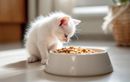 Votre chat boude ses croquettes ? Les signaux à surveiller et nos solutions pour éviter les refus alimentaires