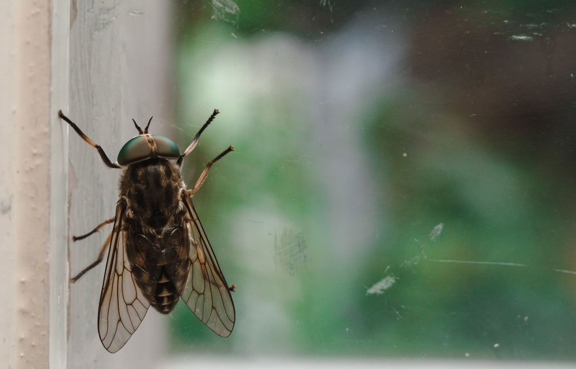 Comment se débarrasser des mouches à la maison de façon naturelle et  écologique ?