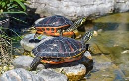 Elle tente de cacher deux tortues dans son soutien-gorge à l’aéroport