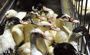 Un élevage de canards à Saint-Rome-de-Tarn, dans l'Aveyron, le 14 décembre 2015.
