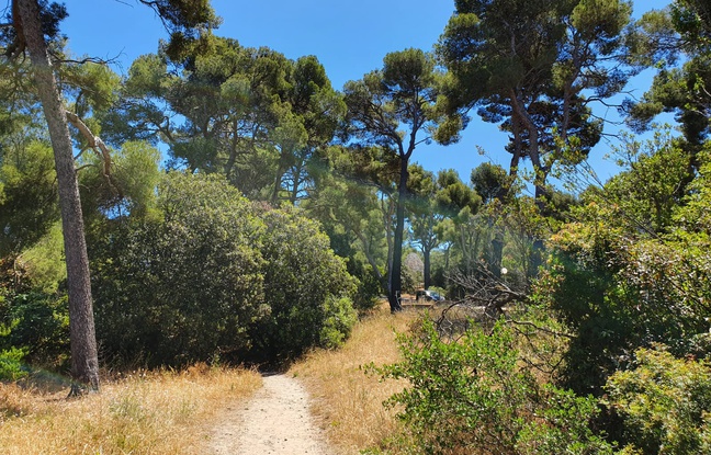 Marseille: Le futur boulevard urbain sud menace une pinède... «Une aberration», selon les opposants