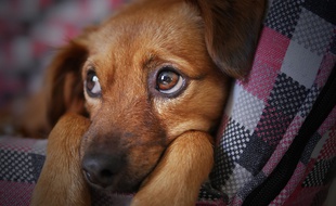 On connaît désormais l'origine du « regard de chien battu ».