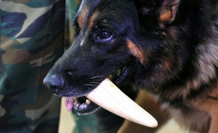 Dick, un chien de 8 ans, tient un morceau d'ivoire dans sa gueule lors d'un exercice à l'aéroport Jommo Kenyatta de Nairobi, le 12 février 2016