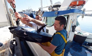 Un thon rouge tout juste pêché est ramené dans le port de Sète (Hérault), le 17 mai 2014