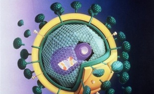 Des chercheurs américains ont pu établir que deux hommes accusés d'avoir transmis sciemment le virus du sida à des partenaires sexuelles étaient bien à l'origine de ces infections, confortant la fiabilité d'une technique d'analyse génétique complexe en justice criminelle.