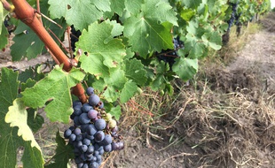 Vigne dans le Médoc le 12 août 2017
