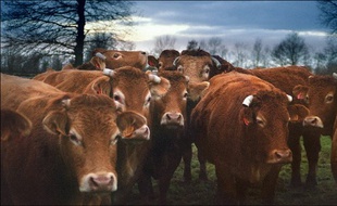 Illustration. Un troupeau de vaches et de taureaux de race limousine. / Photo illustration.